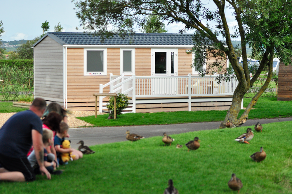 Feeding Duck Near Fishing Lake Brean