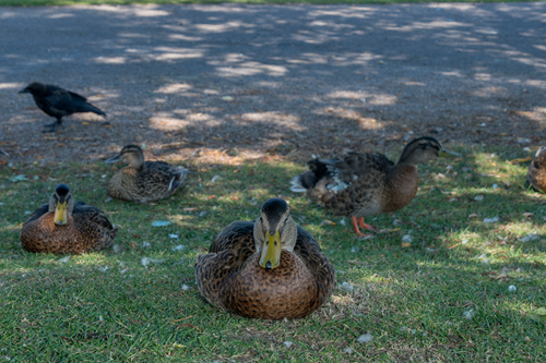 Ducks / Wildlife Images