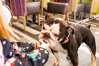 HRU COAST CAFE DOG 7