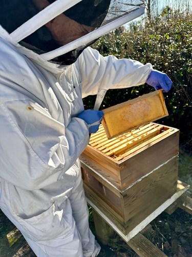 collecting honey from the behive