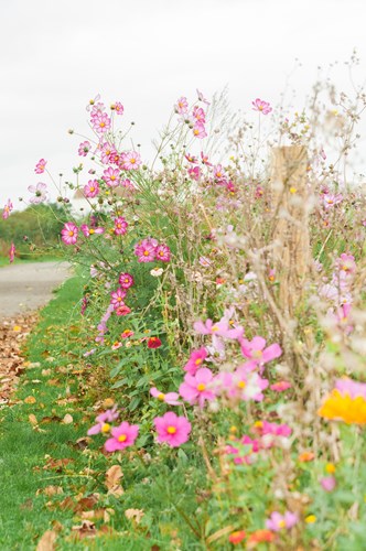 Wild Flowers near the fishing lake