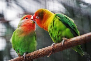 Brean Bird Garden