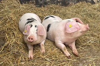 Farm Pigs